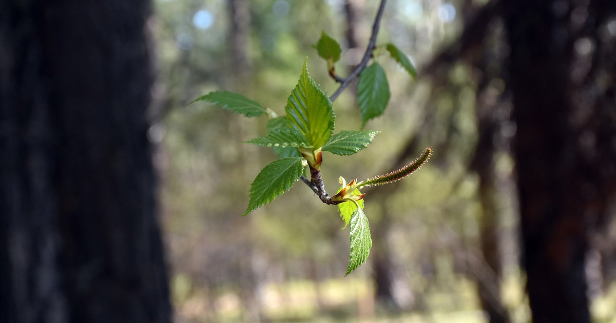 Tree buds spring into leaves Bonners Ferry Herald